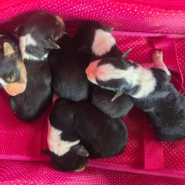 Male 4 - Black tri-color male Assorted Doodle Crosses puppy in Mouth Of Wilson, Virginia from Holly Ridge Aussies, Aussiedoodles & Corgis