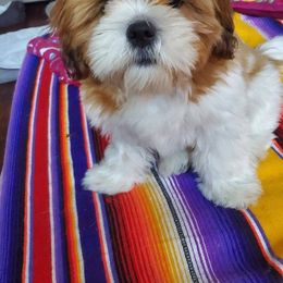 Shih Tzu Puppies from Jocelyn Burkey's Shih Tzus