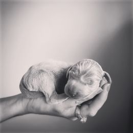 German Shorthaired Pointer and Weimaraner Puppies from SilverBay GunDogs
