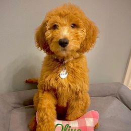 Goldendoodles from Acadiana Goldens & Doodles