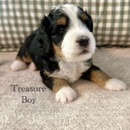 Treasure - Tri-color male Bernedoodle puppy in Waco, Texas from Blessings Pups Doodles