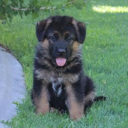 German Shepherd Puppies from vom Haus am Lerchenweg