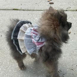 Orange - Wolf sable female Pomeranian puppy in Apollo Beach, Florida from Sherlock’s Poms