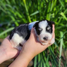 Miniature Schnauzer puppies from C&E'S Schnauzers