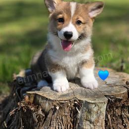 N4 - Red male Pembroke Welsh Corgi puppy in Jacksonville, Texas from ArmnalegRanch LLC
