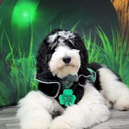 Bernedoodle Puppies from A Star is Born Doodles