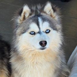Yuji - Pomsky