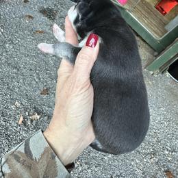 Ace - Black and white male Siberian Husky puppy in Burnsville, North Carolina from Peterson Puppies