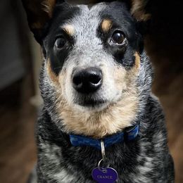 Australian Cattle Dogs from MAF Cattle Dogs