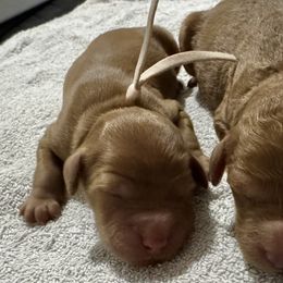 Lucy (Light Pink Collar) - Red  female Goldendoodle puppy in Bay City, Texas from Charming Doods