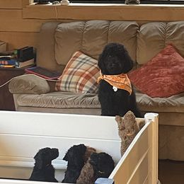 Poodle Puppies from FurEver Poodles