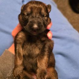 Red collar (Chilli) - Sable female German Shepherd puppy in Hermitage, Pennsylvania from Shepherds of the Hundred Acres