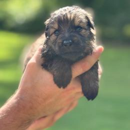 Dark green collar - Bi-color male German Shepherd puppy in Phenix City, Alabama from Black Rose Shepherds