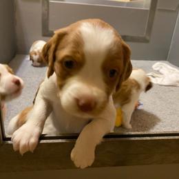 Girl 2 - Orange and white Brittany puppy in Port Orchard, Washington from Tullyvar Farm