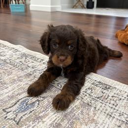 Ruby - female Cavapoo puppy in Berlin, Ohio from Doodle Babys