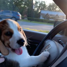 Beagle Puppies from Sunkissed Beagles