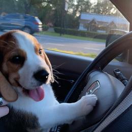 Beagle Puppies from Sunkissed Beagles