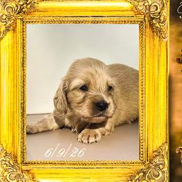 Princess Diana - Cream female Dachshund puppy in Splendora, Texas from Ram’s Kennels