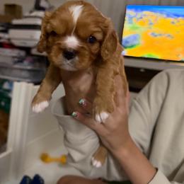 Puss-N-Boots - Ruby male Cavalier King Charles Spaniel puppy in Corpus Christi, Texas from Kings Cross Cavaliers