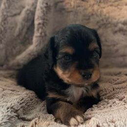 Aussiedoodles and Toy Australian Shepherds from IMR Aussie and Aussiedoodles