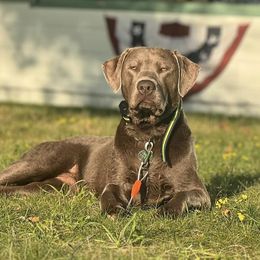 Dilute Retrievers and Labrador Retrievers from Granite Ridge Silver Labs