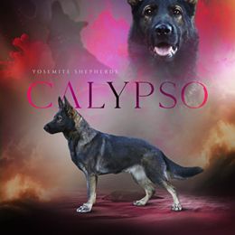 Calypso - German Shepherd