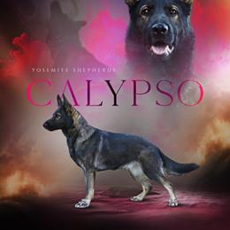 Calypso - German Shepherd