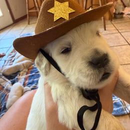Colt - Light golden male Golden Retriever puppy in Liberal, Missouri from Good Life Goldens