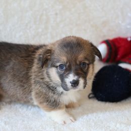 Bella - Sable female Pembroke Welsh Corgi puppy in Morgantown, Pennsylvania from Goldstar Puppies (License Number 18519)