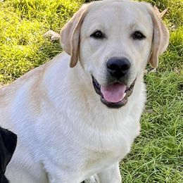 Labrador Retrievers from Mission Ready Retrievers