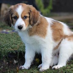 Nederlandse Kooikerhondjes from de Hemert Kooikers