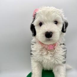 The Snuggle Bug- Pink collar - Black and white female Sheepadoodle puppy in Camden, North Carolina from Luv My Doodle