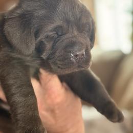 Clara - Chocolate female Labrador Retriever puppy in Davenport, New York from New England Premier English Labradors