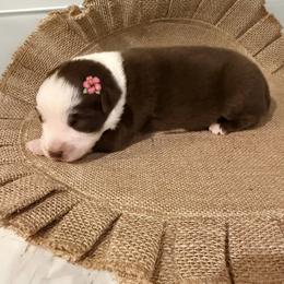 Reba - Red & white female Australian Shepherd puppy in Winnabow, North Carolina from Lazy Dayz Ranch