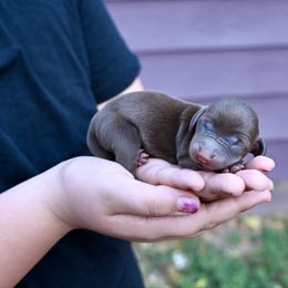 Chocolate Boy - Chocolate and tan male Dachshund puppy in Merkel, Texas from Ragan's Little Dachshunds
