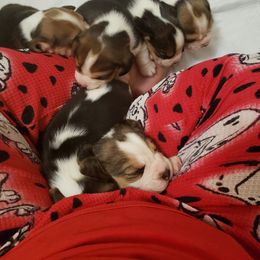 Beagle Puppies from Wilderness Beagles