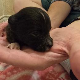 Ajisai - Black & white male Toy Australian Shepherd puppy in Arlington, Texas from CopperHead Aussies