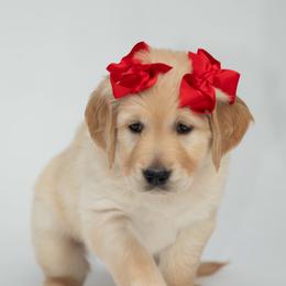 Golden Retriever Puppies from Valley County Goldens