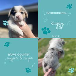 Ciggy - Blue merle and white male American Corgi puppy in Brownstown, Indiana from Brave Country Kennels