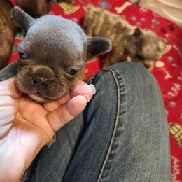Steel - Blue male French Bulldog puppy in Goshen, Ohio from Washburns bostons