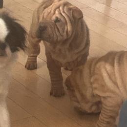 Fawn girl 2 - Fawn female Chinese Shar-Pei puppy in Basehor, Kansas from Good Fortune Shar Pei