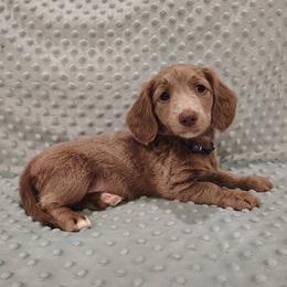 Puppy 7 - Fawn (isabella) and tan female Dachshund puppy in Krum, Texas from Dots N Spots Dachshunds