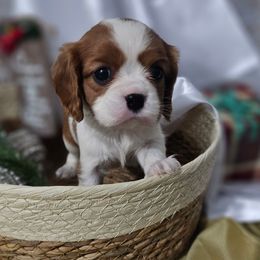 Autumn - Blenheim female Cavalier King Charles Spaniel puppy in Decatur, Illinois from We R Puppies
