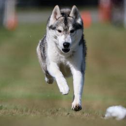 Siberian Huskies from Seabound Siberians