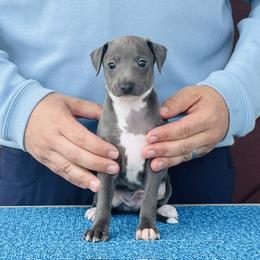 Boy 3 - Blue male Italian Greyhound puppy in Sugar Valley, Georgia from Pinnacle Farm and Kennel
