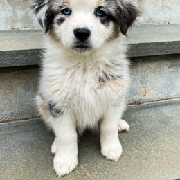 Australian Shepherd Puppies from Highland Haven Australian Shepherds