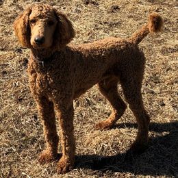Chester - Poodle