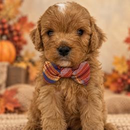 Beau - Red male Cavapoo puppy in Theodore, Alabama from Horton & Co. Cavapoos
