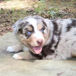 Firefly - Red merle male Australian Shepherd puppy in Macon, Georgia from Shaina’s Shepherds