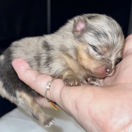 Girl 2 - Blue merle female Pomeranian puppy in Snohomish County, Washington from Heartlove Poms